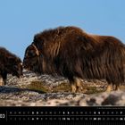 Kanada 03. Muskox mit Jungtier in felsiger Landschaft. Untertitel: "In der Weite Québecs wachen die Moschusochsen über die Jungtiere".