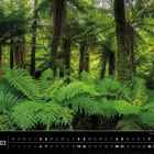 Text: Neuseeland 03. Paparoa National Park, Westcoast. 
Beschreibung: Üppige, grüne Farne und Bäume in dichtem Wald.