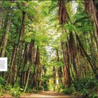 Whakarewarewa Forest Park. Hohe Bäume und Farne säumen einen Waldweg, durch den Lichtstrahlen fallen.