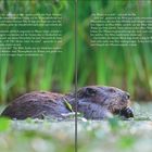 Ein Biber im Wasser, umgeben von Wasserpflanzen. Der Text beschreibt eine Geschichte über einen Bär und einen Biber.