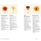 Echtes Mädesüß, Klatschmohn, Fenchel, Stiefmütterchen, Ringelblume, Rosengeranie. Beschreibung von Eigenschaften und Herkunft.