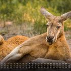 Kalendarium mit Tagen und Wochen abgebildet; "Red Kangaroo 3". Ein Känguru liegt entspannt im Gras.