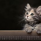 Kalender mit Wochentagen und Daten. Eine flauschige, getigerte Katze schaut aufmerksam über eine Kante. 