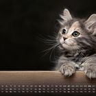 Kalenderansicht mit März-Daten, darunter Wochentage abgekürzt. Ein flauschiges Kätzchen lehnt über ein Holzbrett.