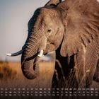 Monatskalender mit Elefantenbild. Ein Elefant steht rechts im Bild, Gras im Vordergrund, blau-grauer Himmel im Hintergrund.