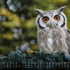 Kalendarium für März unten. Eule mit orangefarbenen Augen sitzt auf grünen Blättern, unscharfer Hintergrund.
