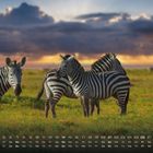 Kalenderzahlen 1–31 unten, Zebras auf grüner Wiese, dramatischer Himmel bei Sonnenuntergang.