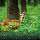 Text: "Reh 3". Ein Reh steht im grünen Wald, umgeben von Pflanzen und einem Baumstamm. Unten ist ein Kalender zu sehen.