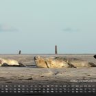 "Robben und Seehunde Wattenmeer 5", Kalenderseite, Seehunde liegen entspannt auf Sandbank unter klarem Himmel.