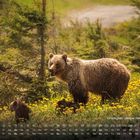 Grizzlybär, Jasper Nationalpark. Ein Grizzly mit zwei Jungen steht auf einer Wiese voller gelber Blumen, umgeben von Bäumen.