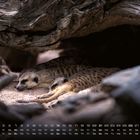 Unten Kalender mit Tagen und Daten. Liebliche Erdmännchen ruhen sich im Schatten eines hohlen Baumstamms aus.