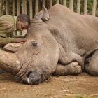 Ein Wildhüter tröstet Sudan, das letzte männliche Nördliche Breitmaulnashorn, kurz vor dem Tod des Tieres.