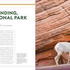 Angels Landing, Zion National Park: Distanz 8 km, Dauer 2,5-4 Std., Frühjahr/Herbst empfohlen, anspruchsvoll. Dickhornschaf vor roten Felsen.