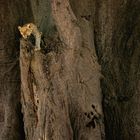 „KÖNIG DES BAOBABS: Wir tauften diesen Leoparden ‚Oskar‘.“ Ein Leopard liegt in einem großen Baobab-Baum.