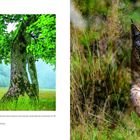 Ungedüngtes Grasland, Ahornbäume im Hintergrund, ein Luchs schleicht im dichten, grünen Gras nahe der Kamera vorbei.