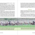 Text: "Niederwild" (grün hervorgehoben). Darunter mehrere Mufflons auf einer Wiese, die nahe aneinander stehen.