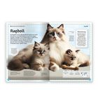 Ragdoll: Eine zahme, sanfte Katzenrasse. Bild von drei flauschigen Ragdolls mit blauen Augen und Plüschtier. Text über Herkunft.