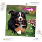 Text: "Hundekalender 2027", "Wandkalender für Hundeliebhaber", "Papier aus nachhaltiger Forstwirtschaft", "Größe: 30 x 30 cm". Ein fröhlicher Hundewelpe im Gras neben Blumen.