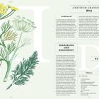 ANETHUM GRAVEOLENS, DILL, Rezept, Ernährung und Gesundheit. Illustration von Dillpflanzen mit gelben Blüten.