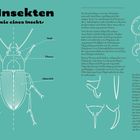 "Die Insekten: Anatomie eines Insekts. Fühler, Kopf, Vorderbein, Mittelbein, Hinterbein, Thorax, Hinterleib." Diagramme und Text.