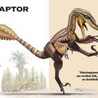 "Velociraptor: gefiederter Dino, so groß wie ein Truthahn. Steckbrief: Mongolei, 2m lang, 50cm hoch, 15kg, 40 km/h schnell."