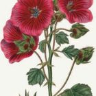 Illustration von roten Blumen mit grünen Blättern. Detaillierte botanische Darstellung mit verschiedenen Pflanzenteilen.