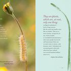 "HURT NO LIVING THING. Walk as if you are kissing the earth with your feet. – Zitat von Christina Rossetti. Links: Raupe an Blume."