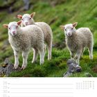 28 Mo, 29 Di, 30 Mi, 01 Do, 02 Fr, 03 Sa, 04 So, 26. Woche, Juni, Juli. Drei Lämmer auf einer grünen Wiese.
