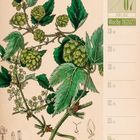06 07 Juni Juli, Woche 26 2027. Hopfen Illustration, detaillierte Pflanzendarstellung mit grünen Blättern und Blüten.