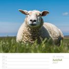 Juni/Juli 2027. Schaf auf Wiese, blauer Himmel. Kalender mit Wochennummer und Daten, 26. Woche.
