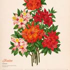"Azalee (AZALEA), 26. WOCHE 2027, Jun/Jul. Daten: 28 MO, 29 DI, 30 MI, 01 DO, 02 FR, 03 SA, 04 SO. Illustration von Blumen."