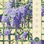 28 MO, 29 DI, 30 MI, 01 DO, 02 FR, 03 SA, 04 SO. Lila Glyzinien vor grüner Gitterstruktur.