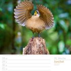 26. Woche, Juni/Juli 2027. Ein Paradiesvogel mit ausgebreiteten Flügeln auf einem Baumstumpf, Hintergrund grün verschwommen.