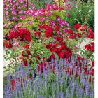 "29 JULI", "MO 19", "DI 20", "MI 21", "DO 22", "FR 23", "SA 24", "SO 25". Ein bunter Garten mit Lavendel und Rosen.