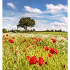 Kalenderseite: 29. Juli, mit den Wochentagen vom 19. bis 25. im Juli. Ein Baum in einer bunten Blumenwiese unter blauem Himmel.