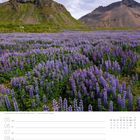 Lupinenfeld am Hamarsfjörður - Austurland. Kalender für Juli, 27. Woche. Lila Blüten mit Bergen im Hintergrund.
