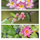 27. Woche 2027, Juli. Kalender mit drei Fotos: Frangipani-Blüten, Kolibris bei rosa Blumen und rosa Seerose auf Wasser.