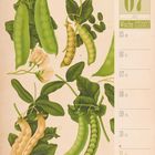 07 Juli, Woche 27, 2027. Illustration von Zuckerschoten mit Blättern und Blüten in verschiedenen Entwicklungsstadien.