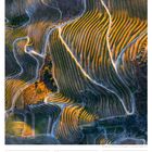 Weinanbau im Douro-Tal - Portugal. Kalender mit geschwungenen, terrassierten Weinbergen, Schatten und Lichtspielen.