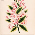 "Weigelie (WEIGELA). 5. bis 11. Juli 2027. Illustration einer rosa Blume mit grünen Blättern, Kalenderwoche 27."