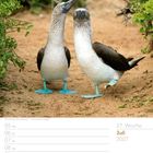 Kalenderseite: 27. Woche, Juli 2027. Blaufußtölpel vor grünem Hintergrund, brauner Sandboden.