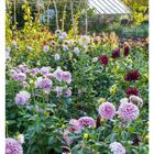 "Dahlias in einem Schnittgarten. Kalender: 30. Juli/Aug, Mo 26 bis So 01. Bunte Dahlien vor einem Gewächshaus."