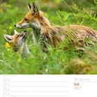 28. Woche, Juli 2027. Ein erwachsener Fuchs und ein Jungtier in grünem Gras.