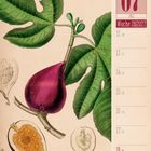 07. Juli, Woche 28, 2027. Illustration einer Feige mit grünen Blättern und schematischen Querschnitten.