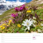 Alpen-Edelweiß, Kalender mit Woche 28, Juli 2027. Farbfoto mit Blumenwiese, Bergen und blauem Himmel.