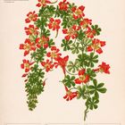 "Prachtkapuzinerkresse (Tropaeolum speciosum), Illustration, Kalender, 12.-18. Juli, 28. Woche 2027. Rot-grüne Blüten."