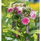 31. August; Montag 02, Dienstag 03, Mittwoch 04. Ein Strauß Rosen hängt an einem Holzzaun im Grünen.