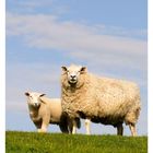 31 AUGUST, Mo 02 Di 03 Mi 04 Do 05 Fr 06 Sa 07 So 08. Zwei Schafe auf einer Wiese unter blauem Himmel.