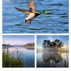 Texte: 
19 Mo, 20 Di, 21 Mi, 22 Do, 23 Fr, 24 Sa, 25 So, 29. Woche 2027, Juli.

Ein Stockente fliegt über das Wasser; zwei Landschaften mit See im Morgenlicht.