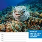 „Natürlich bin ich in Form. Rund ist auch eine Form.“ Ein Kugelfisch schwimmt über Korallen in klarem, blauen Wasser.